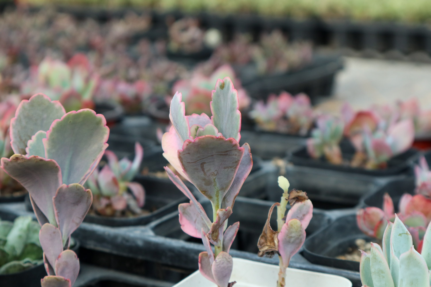 玉吊钟 玉吊钟的病虫害及其预防和治疗