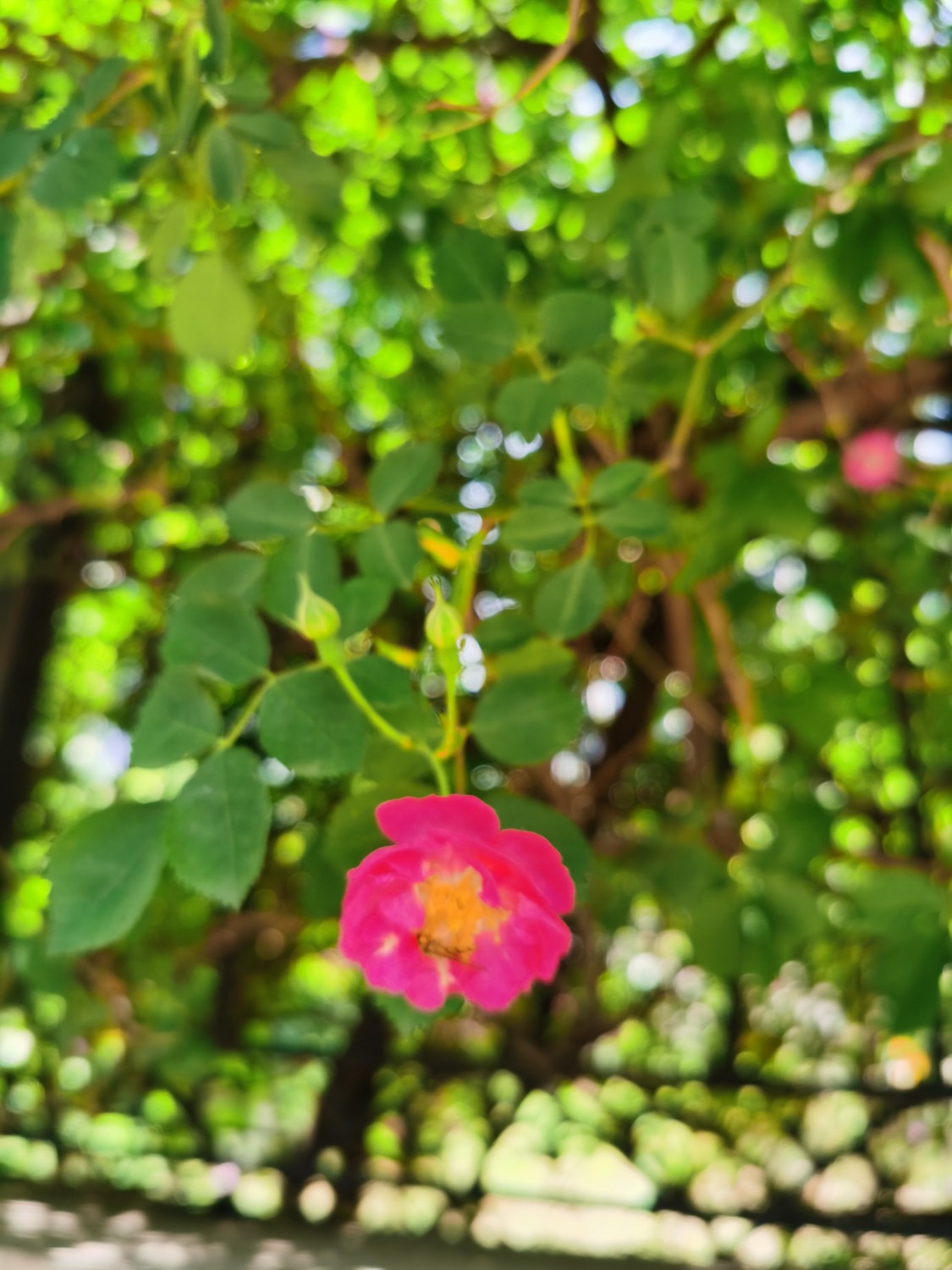 蔷薇花病害及预防和治疗办法