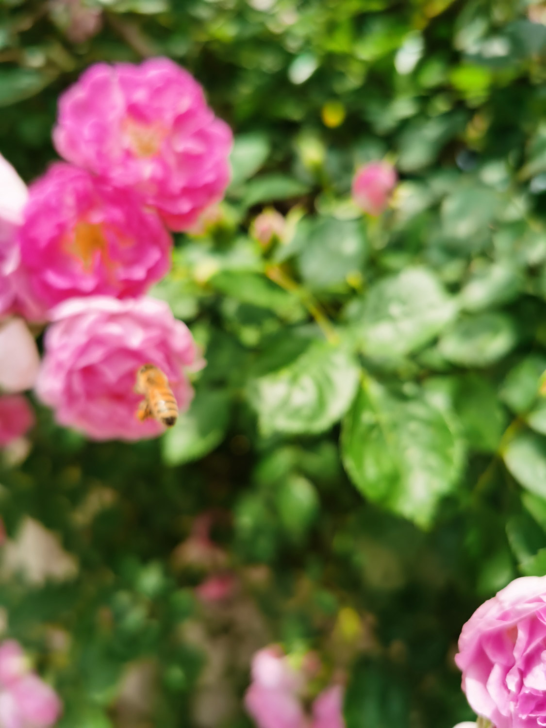 蔷薇花病害及预防和治疗办法