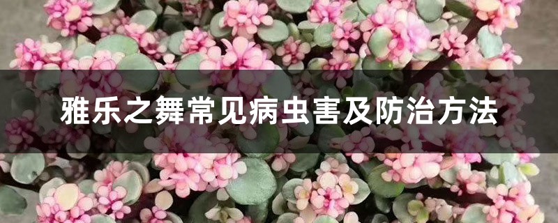 雅乐之舞常见病虫害及预防和治疗办法