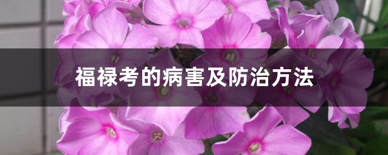 福禄考的病害及预防和治疗办法