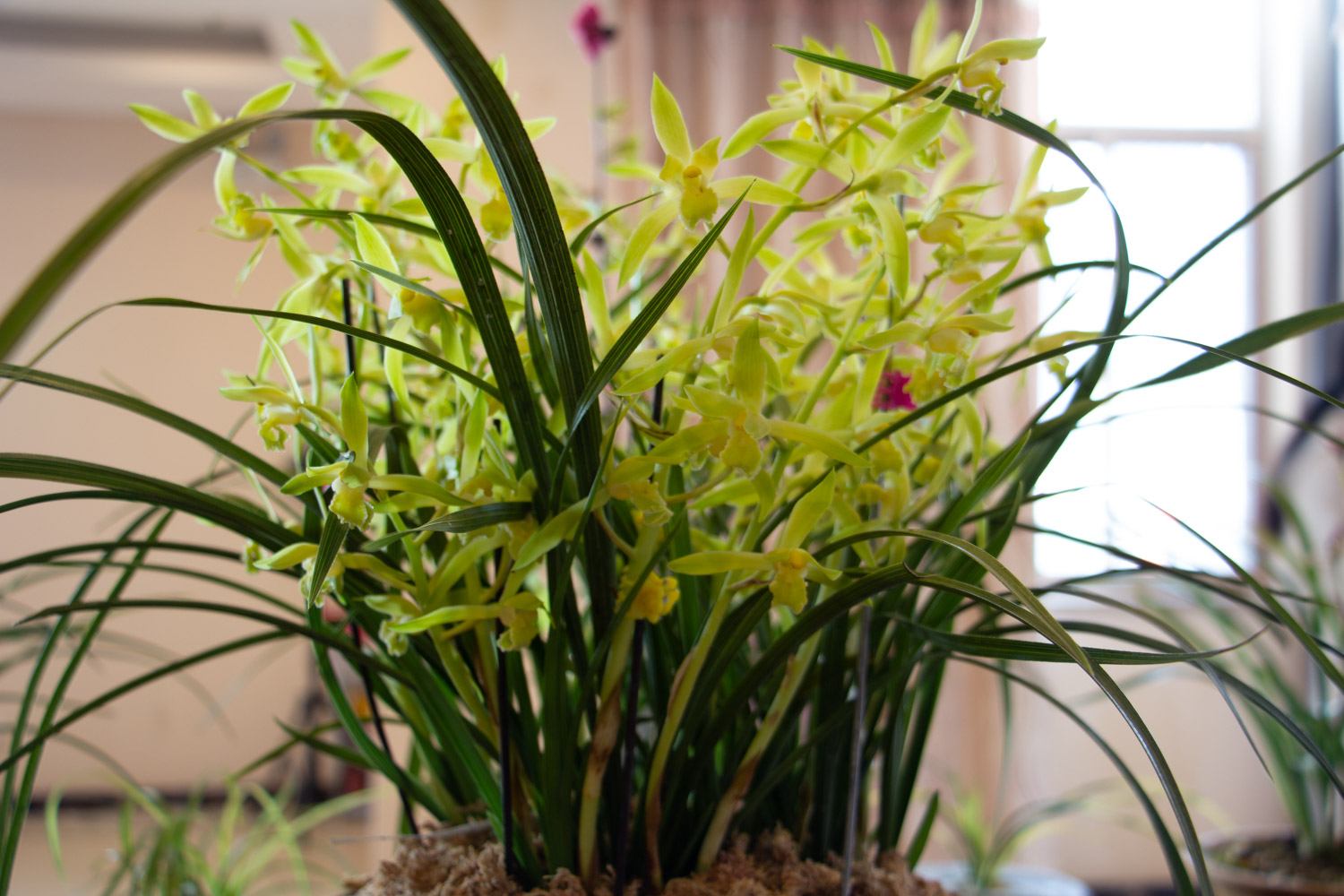 兰花常见病害及预防和治疗办法