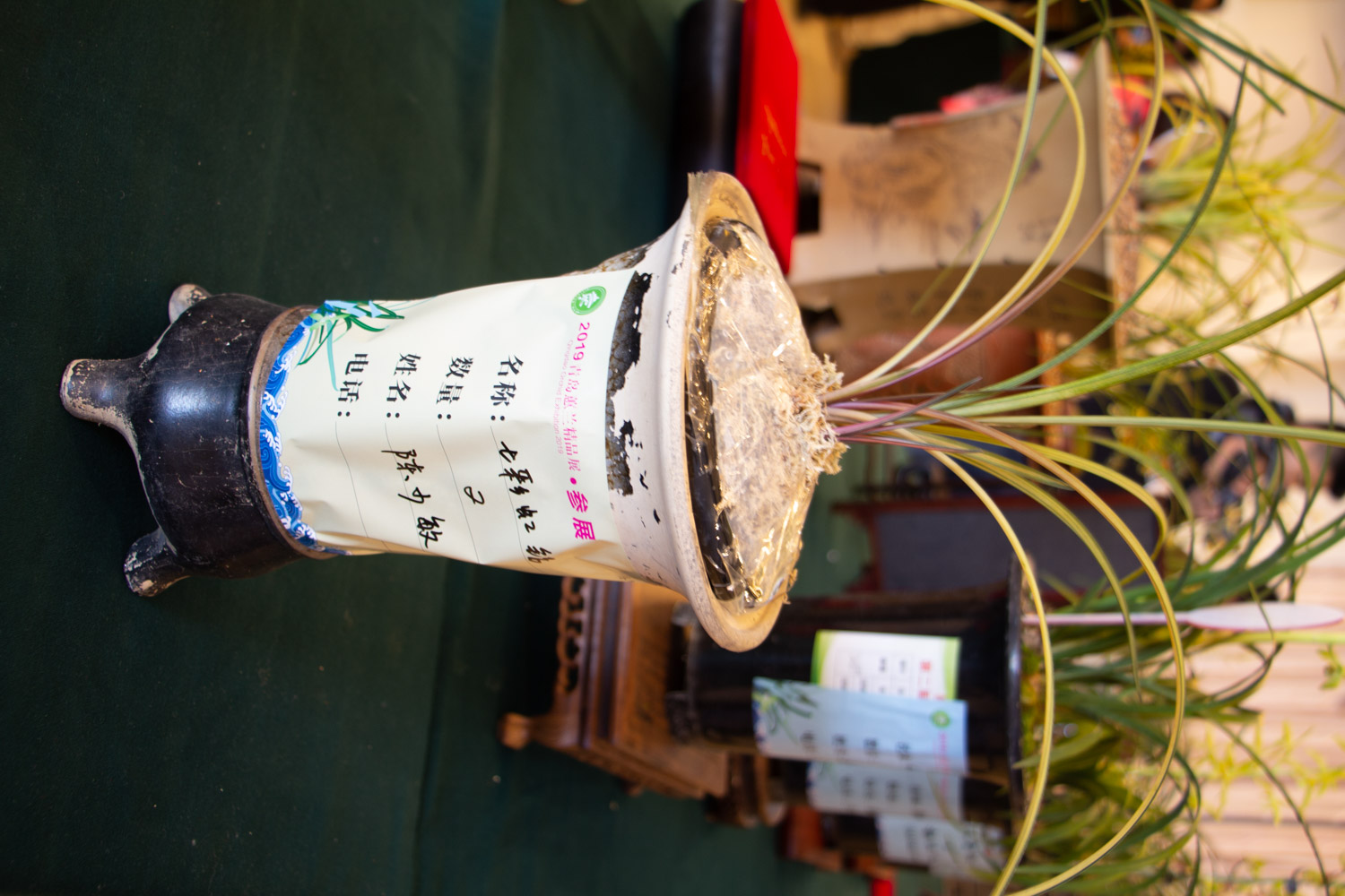 兰花常见病害及预防和治疗办法