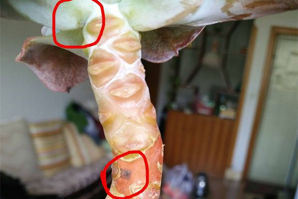 卡梅奥常见病虫害及预防和治疗办法