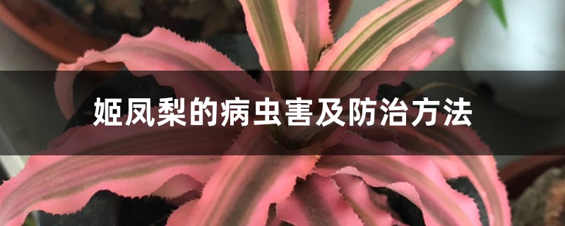 姬凤梨的病虫害及预防和治疗办法