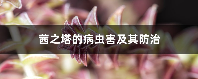茜之塔的病虫害及其预防和治疗