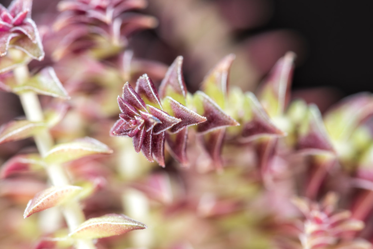 茜之塔的病虫害及其预防和治疗