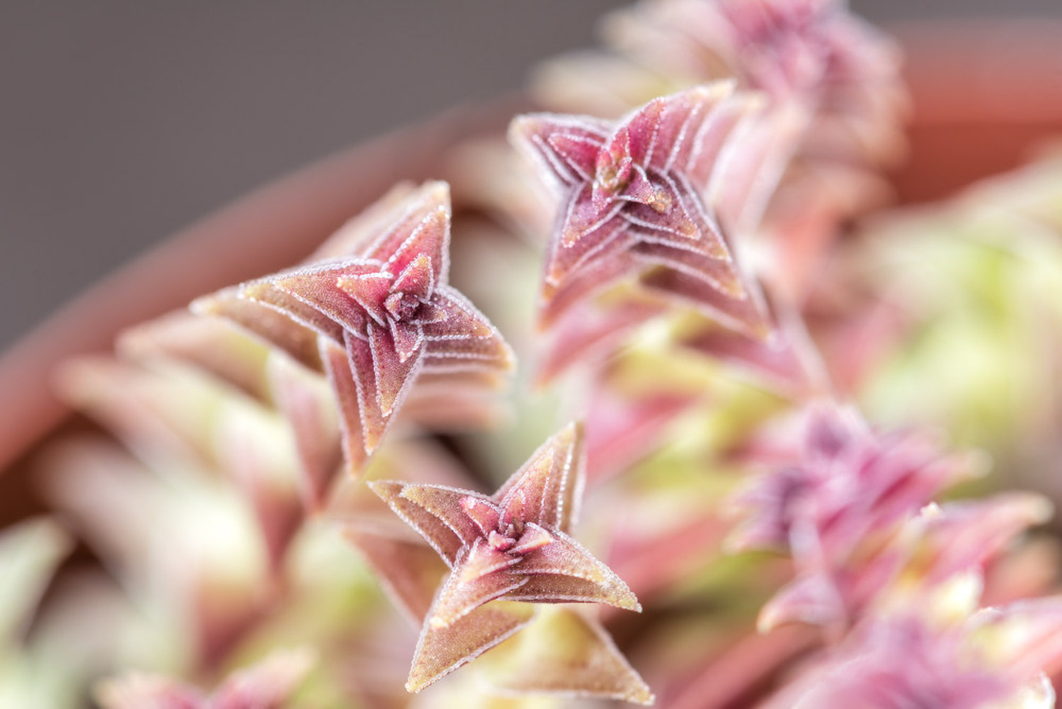 茜之塔的病虫害及其预防和治疗