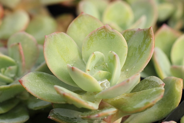 白凤的病虫害及其预防和治疗