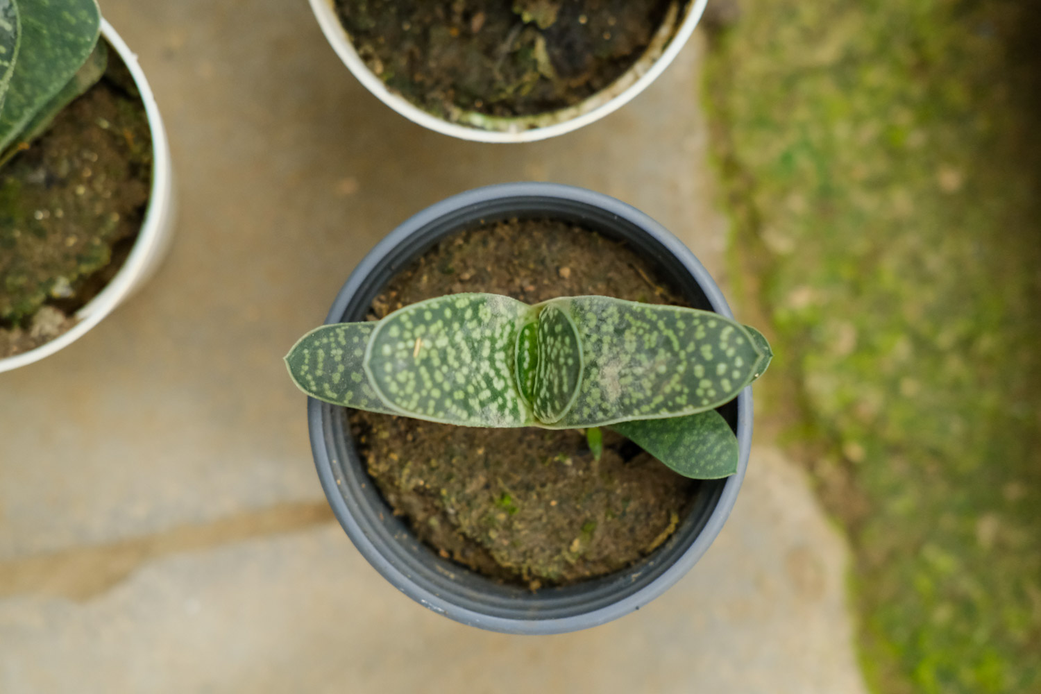 子宝常见病害及预防和治疗办法