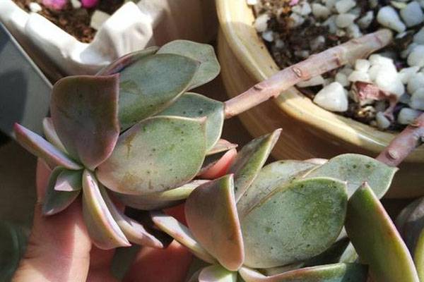 初恋叶片长斑点如何办