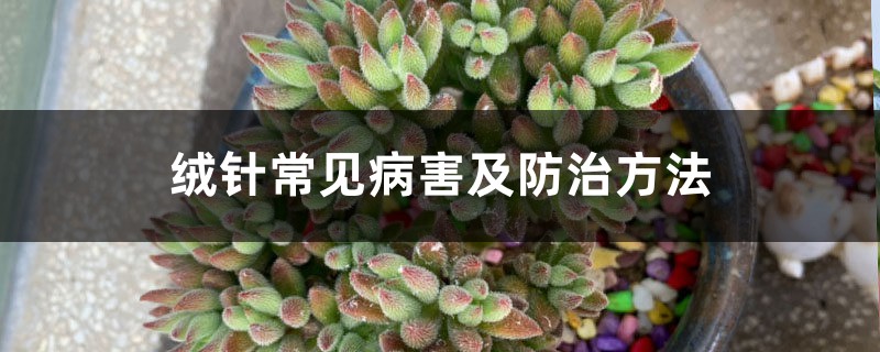 绒针常见病害及预防和治疗办法