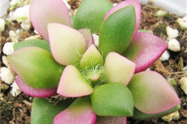 春梦殿锦常见病虫害及预防和治疗办法