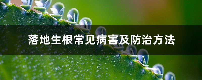 落地生根常见病害及预防和治疗办法