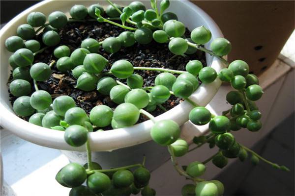 绿之铃病害及预防和治疗办法