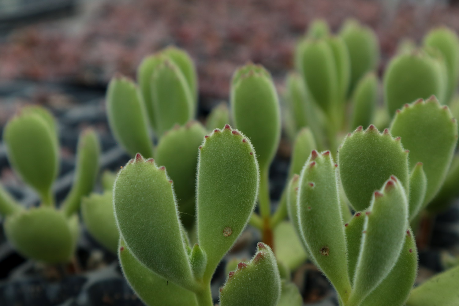 熊童子长黑斑了如何办