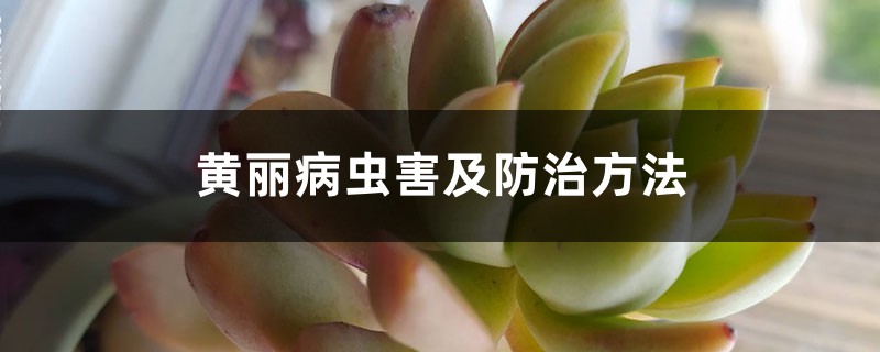 黄丽病虫害及预防和治疗办法