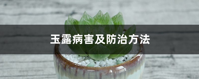 玉露病害及预防和治疗办法