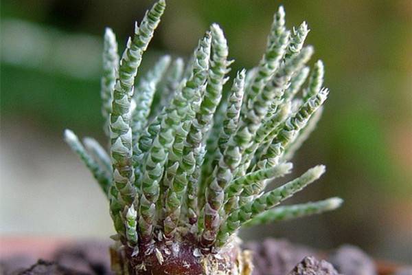 白花韧锦病虫害及预防和治疗办法