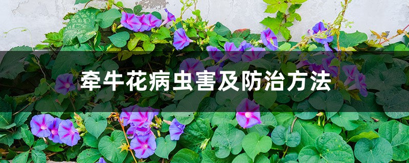 牵牛花病虫害及预防和治疗办法 牵牛花病虫害及预防和治疗办法
