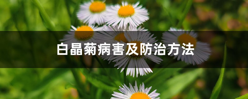 白晶菊病害及预防和治疗办法