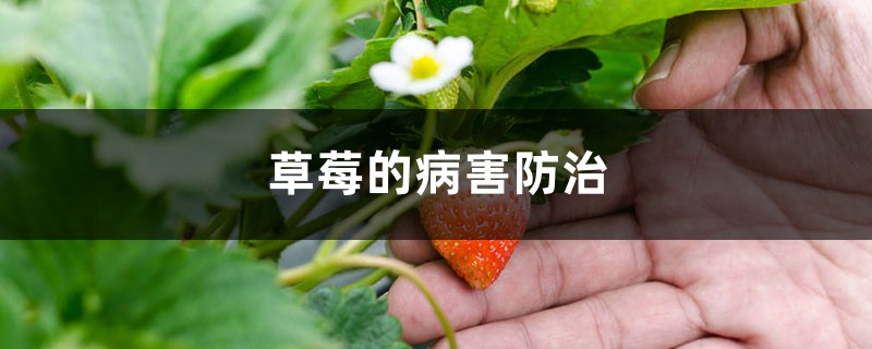 草莓的病害预防和治疗