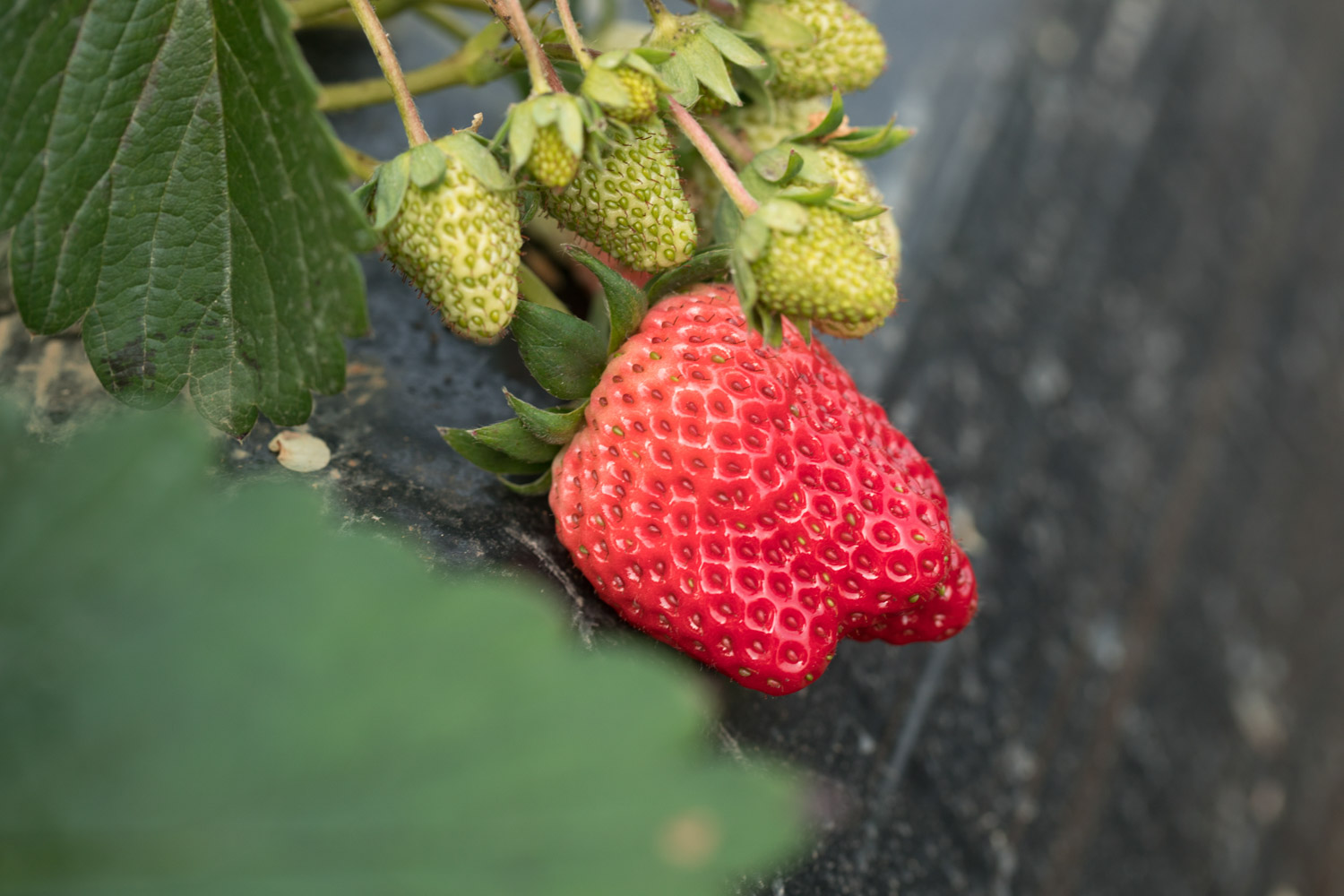 草莓的病害预防和治疗