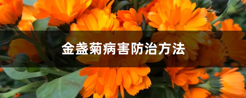 金盏菊病害预防和治疗办法
