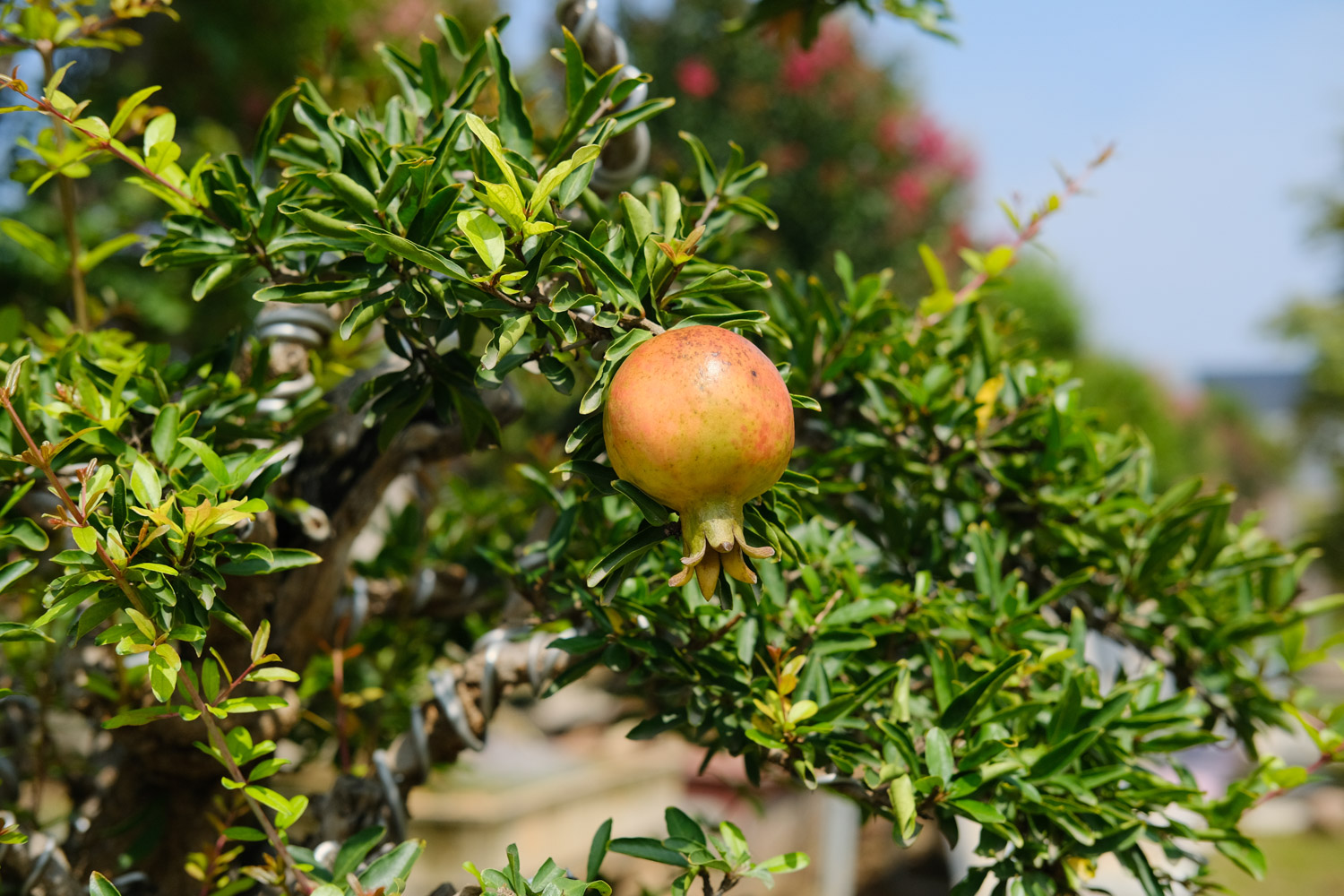 石榴花病害及预防和治疗办法