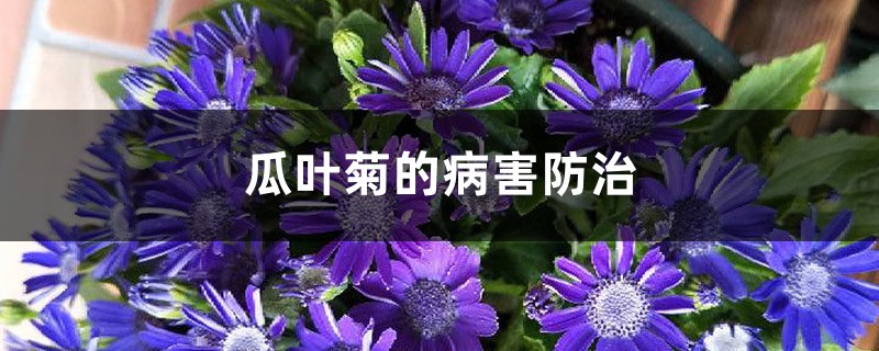 瓜叶菊的病害预防和治疗