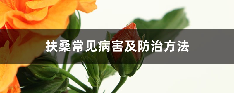 扶桑常见病害及预防和治疗办法