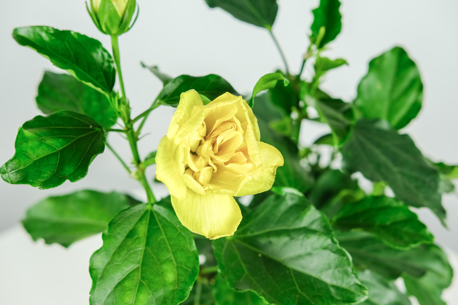 扶桑常见病害及预防和治疗办法