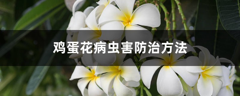 鸡蛋花病虫害预防和治疗办法