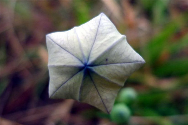 桔梗病虫害及预防和治疗办法