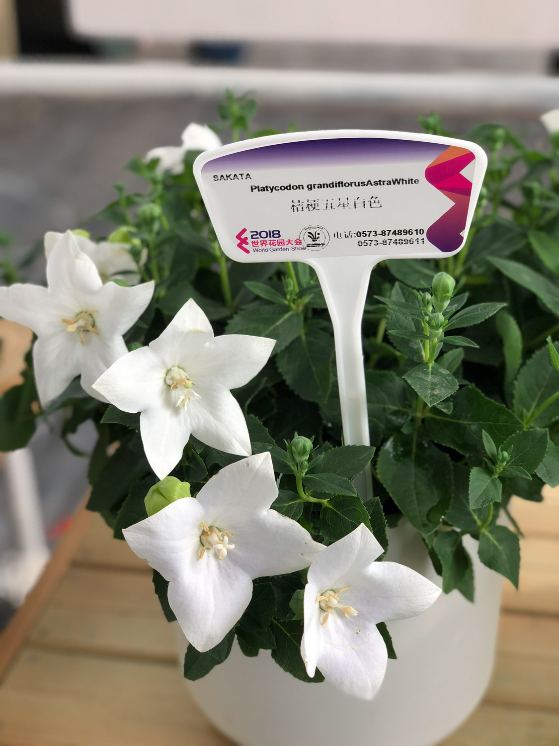 桔梗病虫害及预防和治疗办法