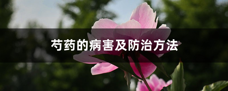 芍药的病害及预防和治疗办法