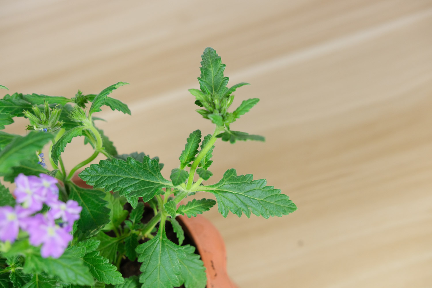 美女樱的病害预防和治疗办法