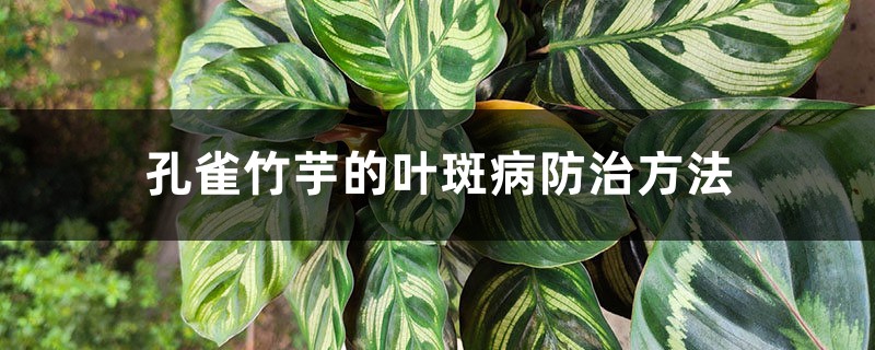 孔雀竹芋的叶斑病预防和治疗办法