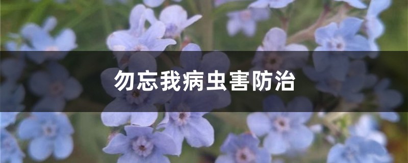 勿忘我病虫害预防和治疗