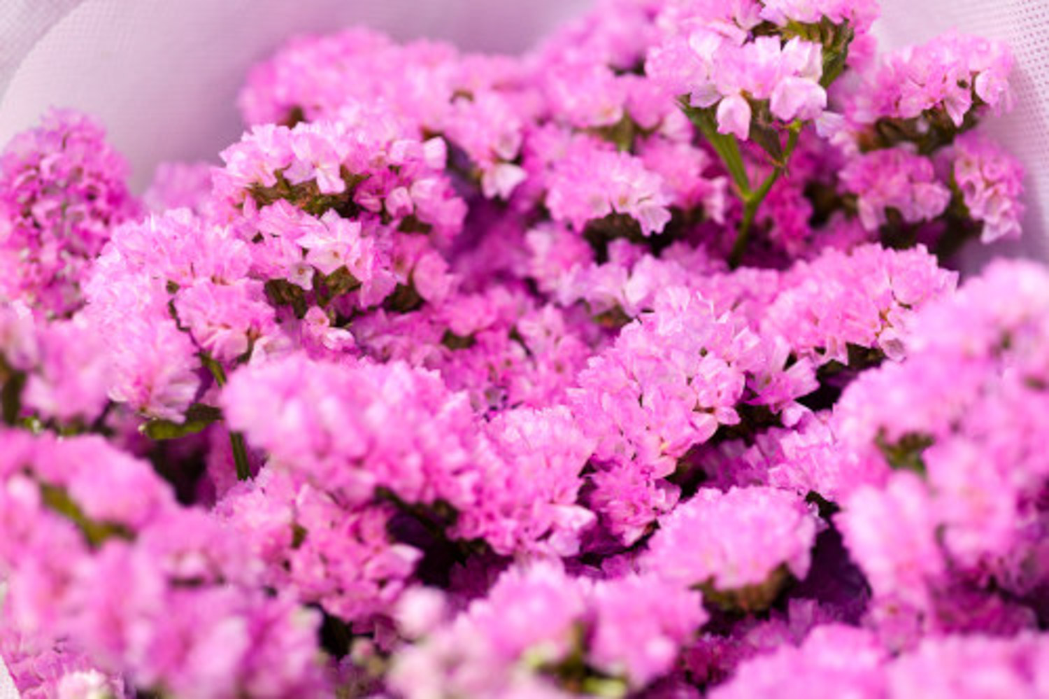 勿忘我病虫害预防和治疗