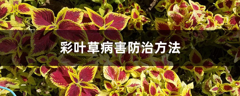 彩叶草病害预防和治疗办法