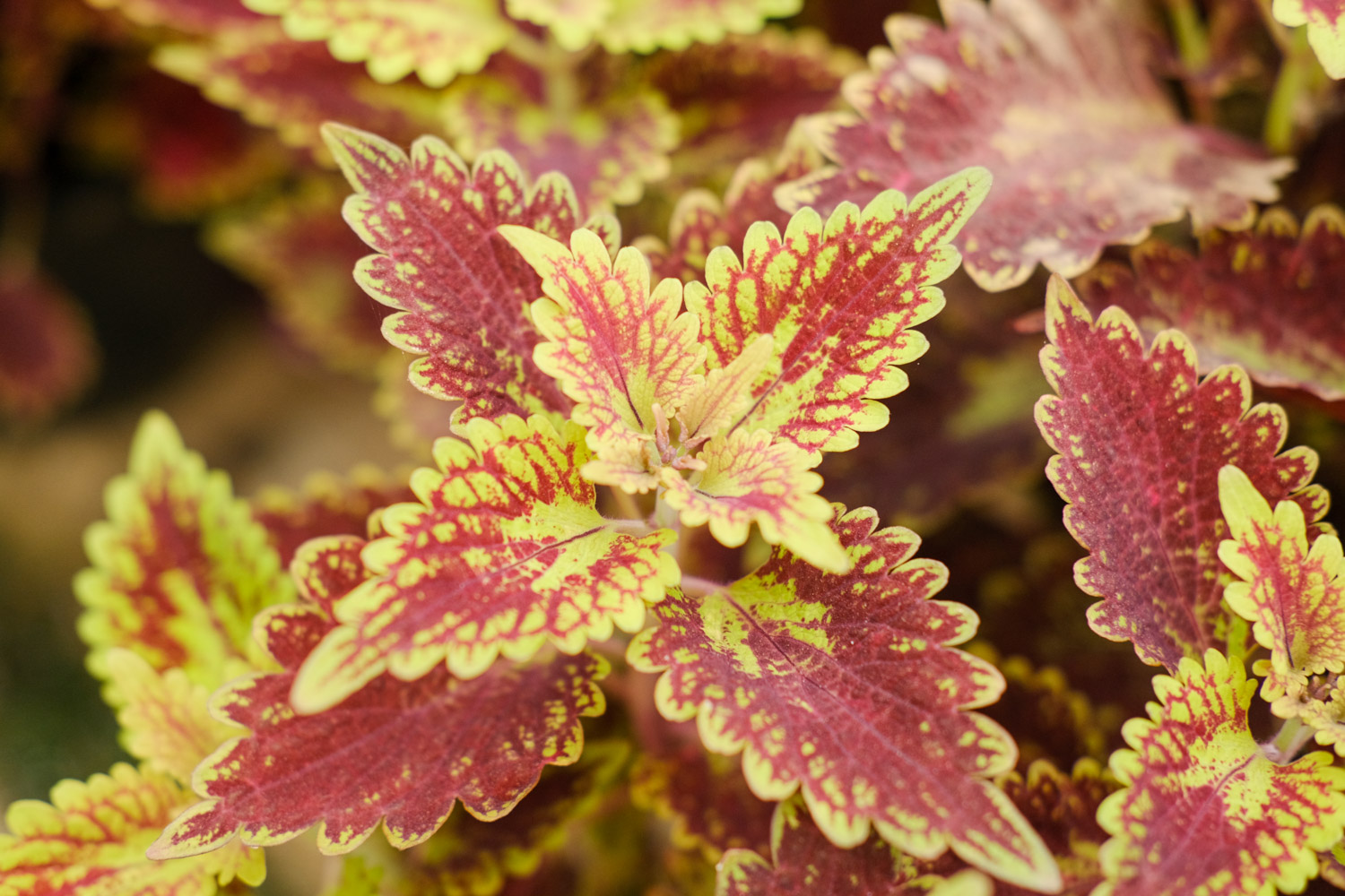 彩叶草病害预防和治疗办法