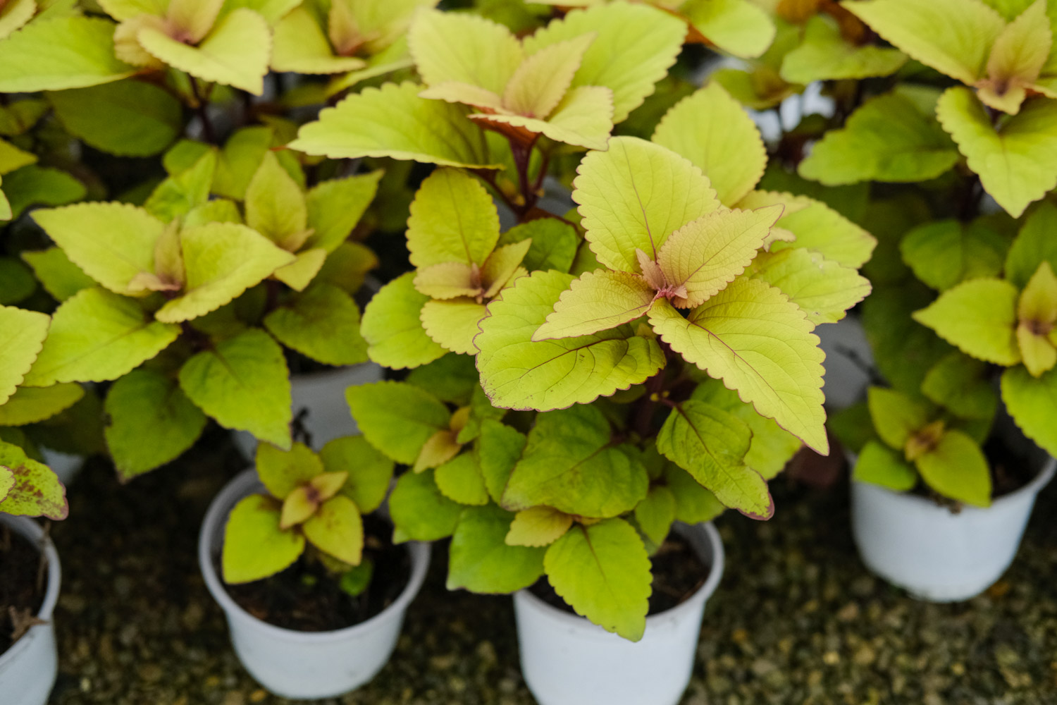 彩叶草病害预防和治疗办法