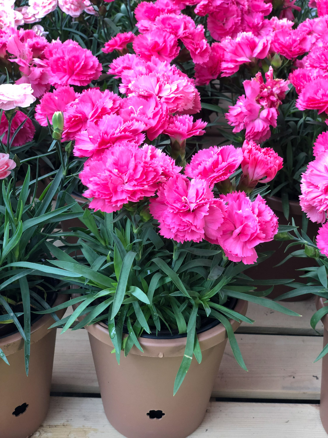 康乃馨病害预防和治疗办法