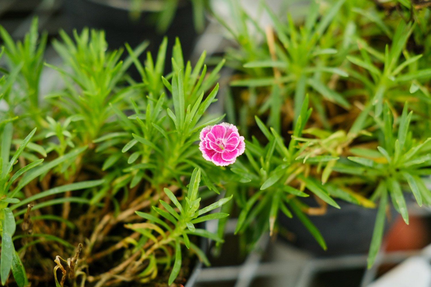 康乃馨病害预防和治疗办法