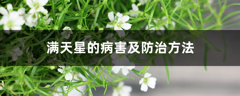 满天星的病害及预防和治疗办法