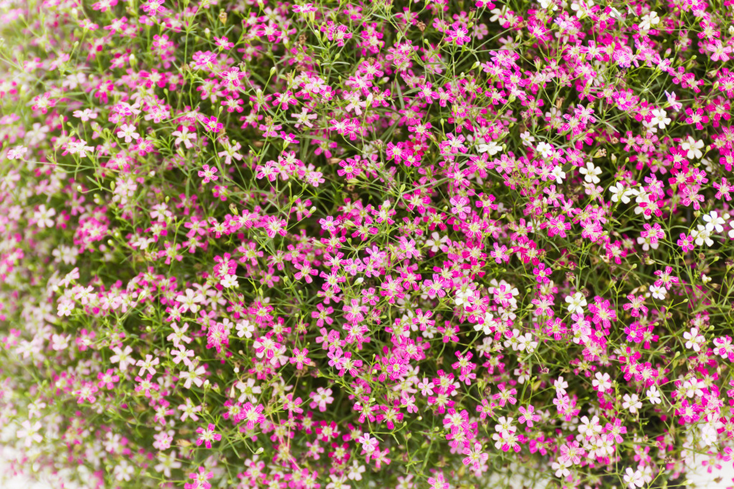 满天星的病害及预防和治疗办法