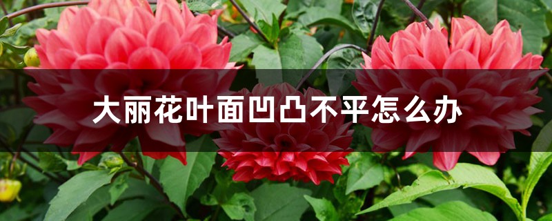 大丽花叶面凹凸不平如何办