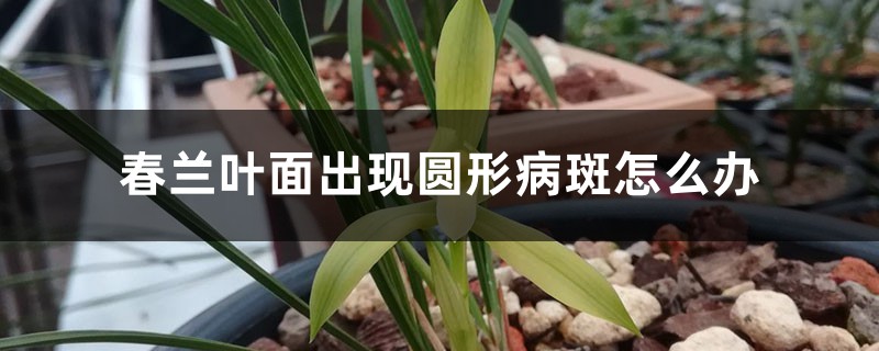 春兰叶面出现圆形病斑如何办