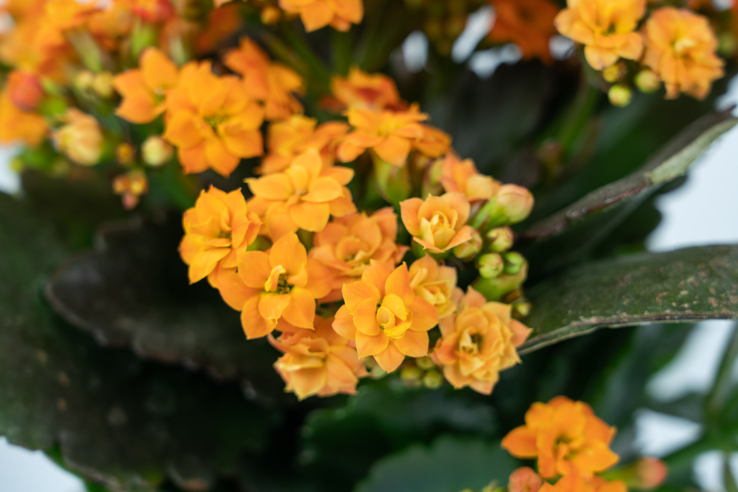 长寿花常见病害预防和治疗办法